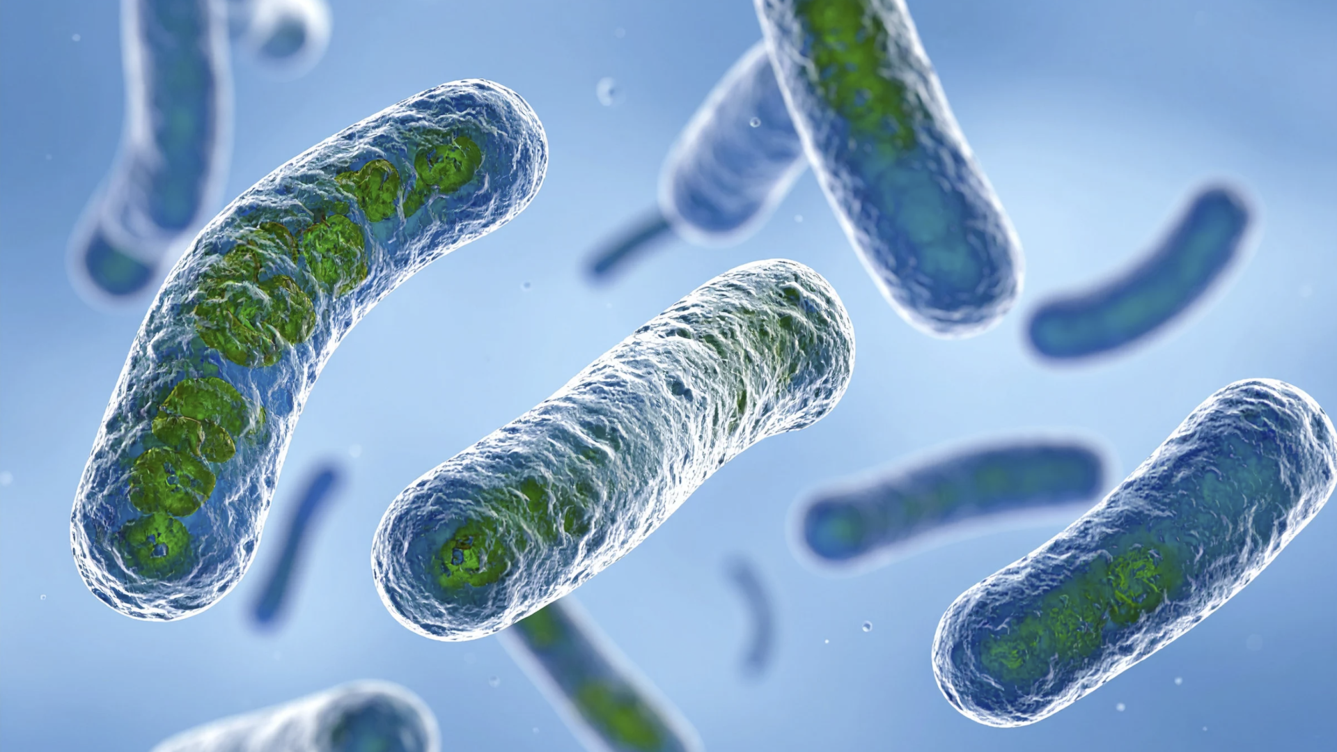 Legionella jelentése