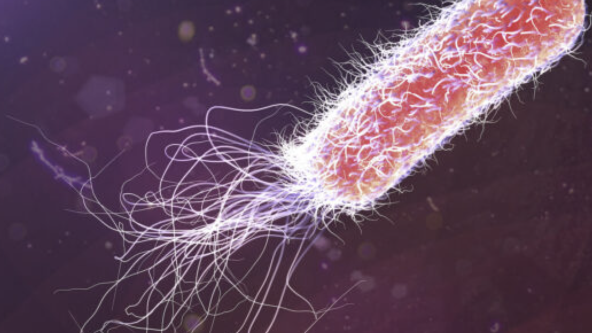 Pseudomonas aeruginosa a vízben