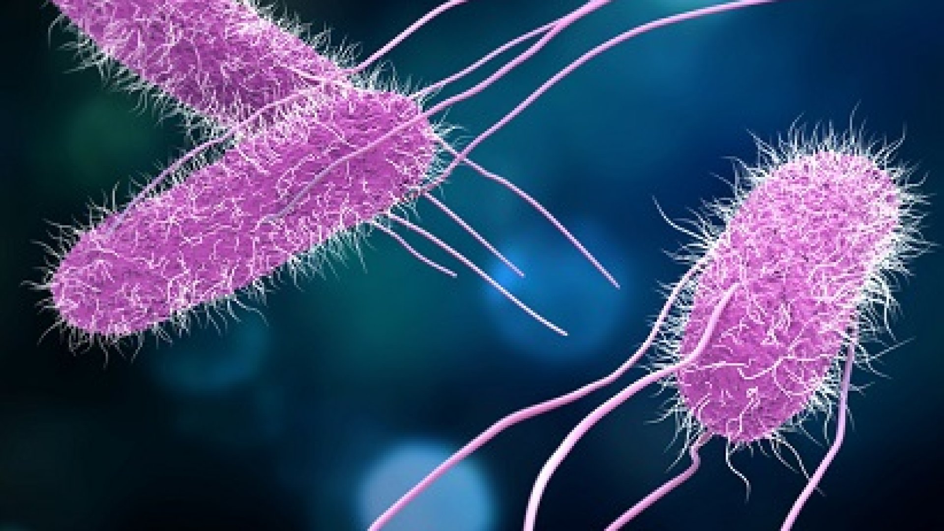 Salmonella